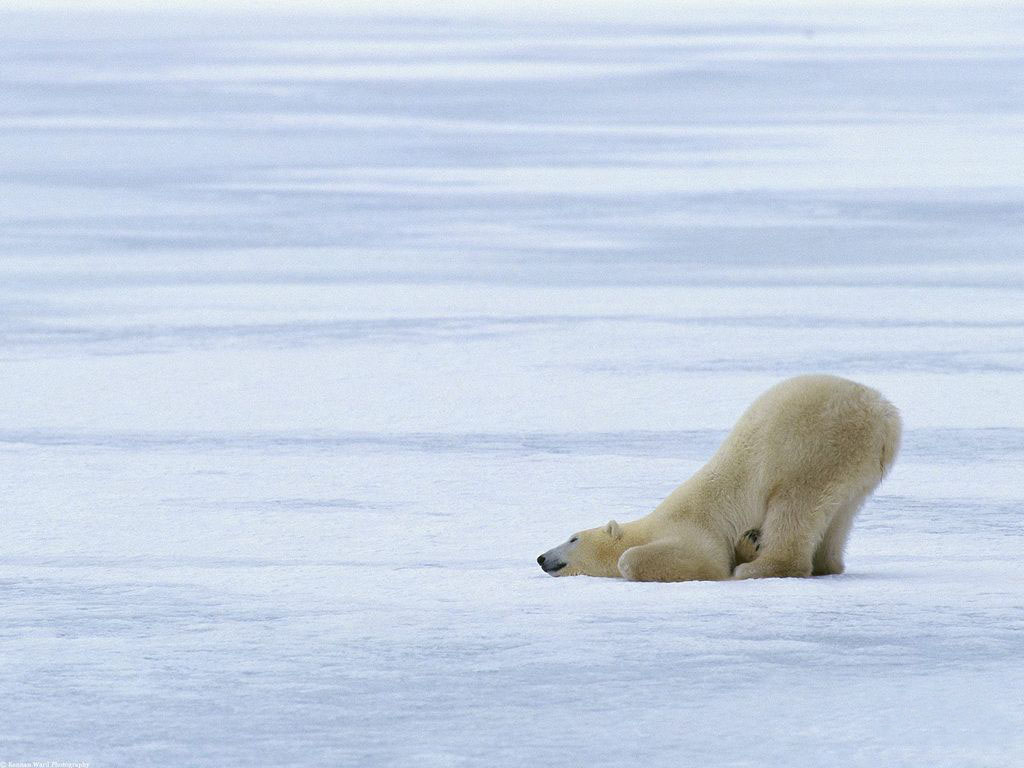 2月27日：国际北极熊日-国际环保在线
