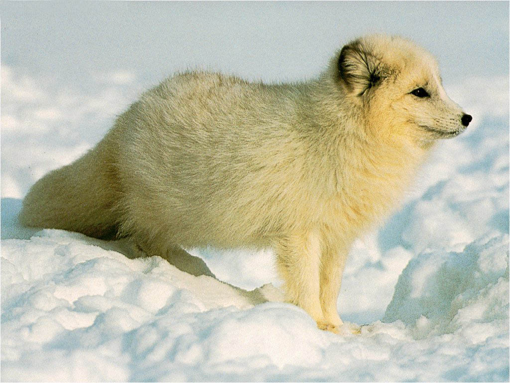北极狐 - 头条百科
