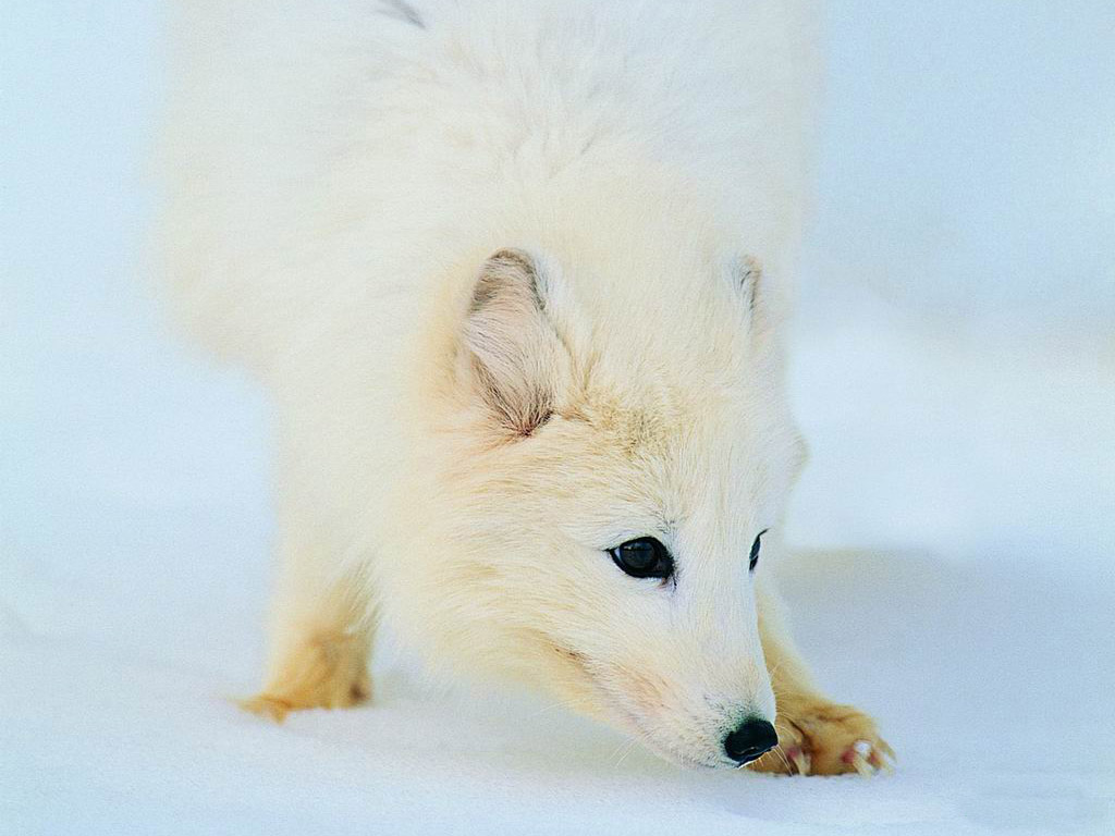 翘舌的白色北极狐图片